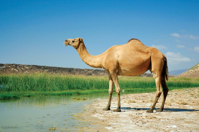 Featured image for BIG BREAKING NEWS 🚨 Yogi Govt issues advisory for Bakrid --